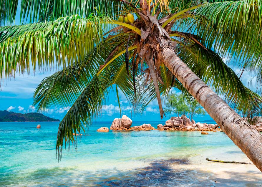 Puzzle Alipson Praia Tropicale de 1000 Peças