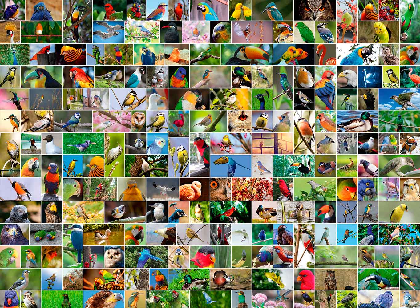 Puzzle Bluebird Colagem de Pássaros do Mundo 4000 peças