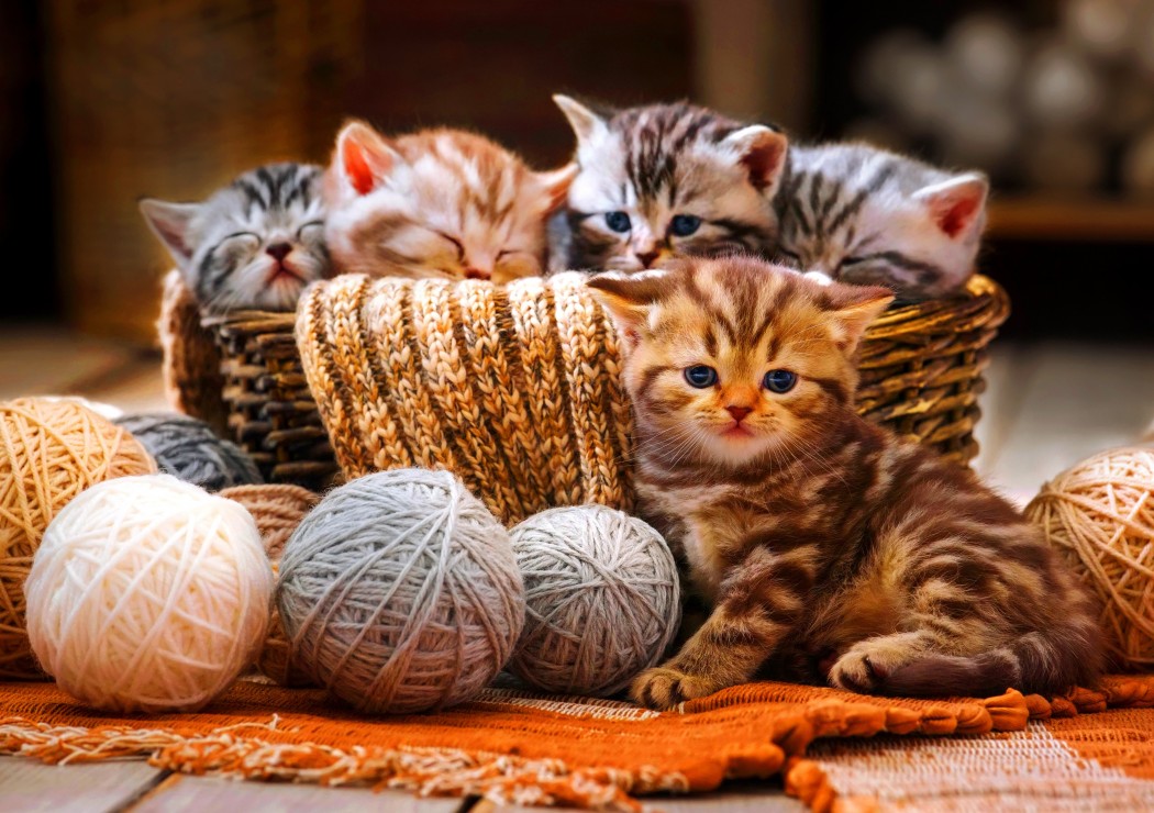 Puzzle Bluebird Gatinhos na Cesta de Fios 1000 Peças