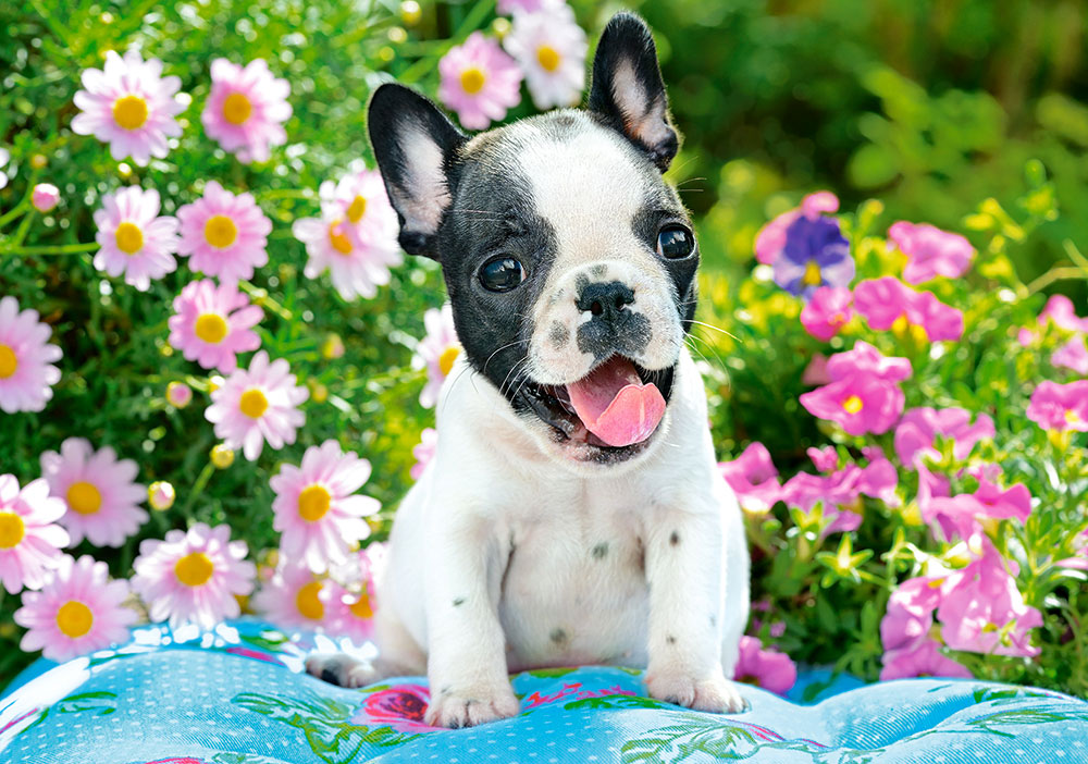 Puzzle Castorland Filhote de Buldogue Francês 500 peças