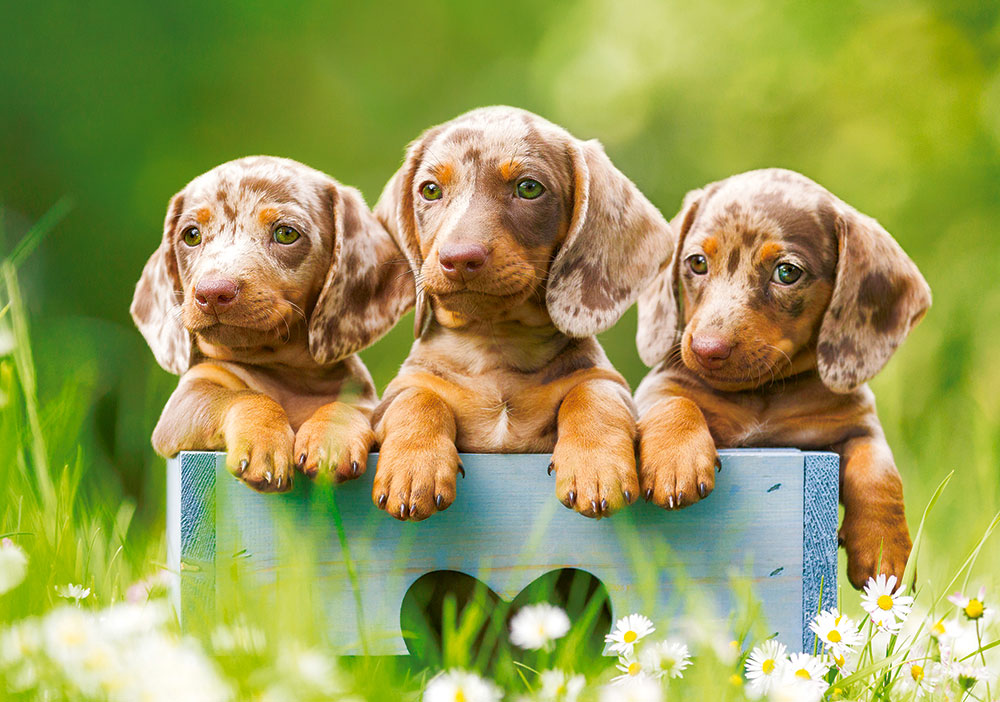 Puzzle Castorland Filhotes de Dachshund 500 peças