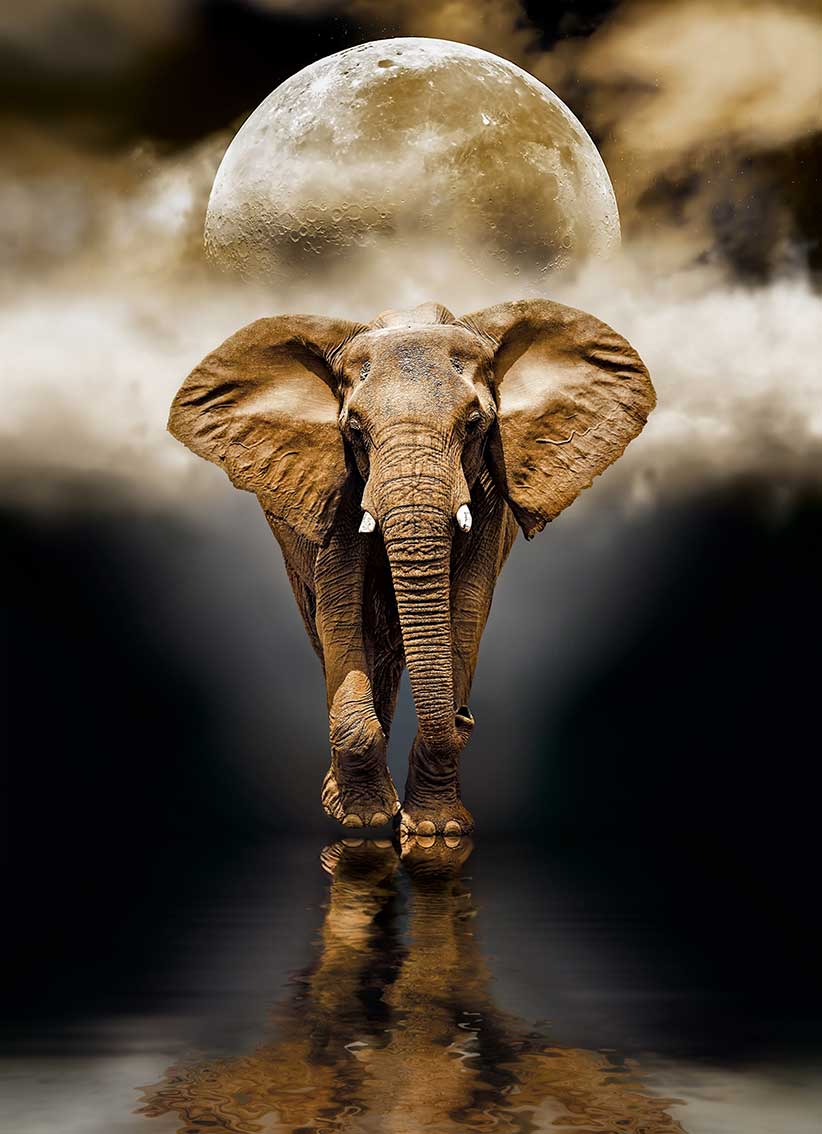Puzzle Clementoni O Elefante 1000 Peças