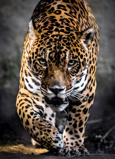 Puzzle Clementoni A Passagem do Jaguar 1000 Peças