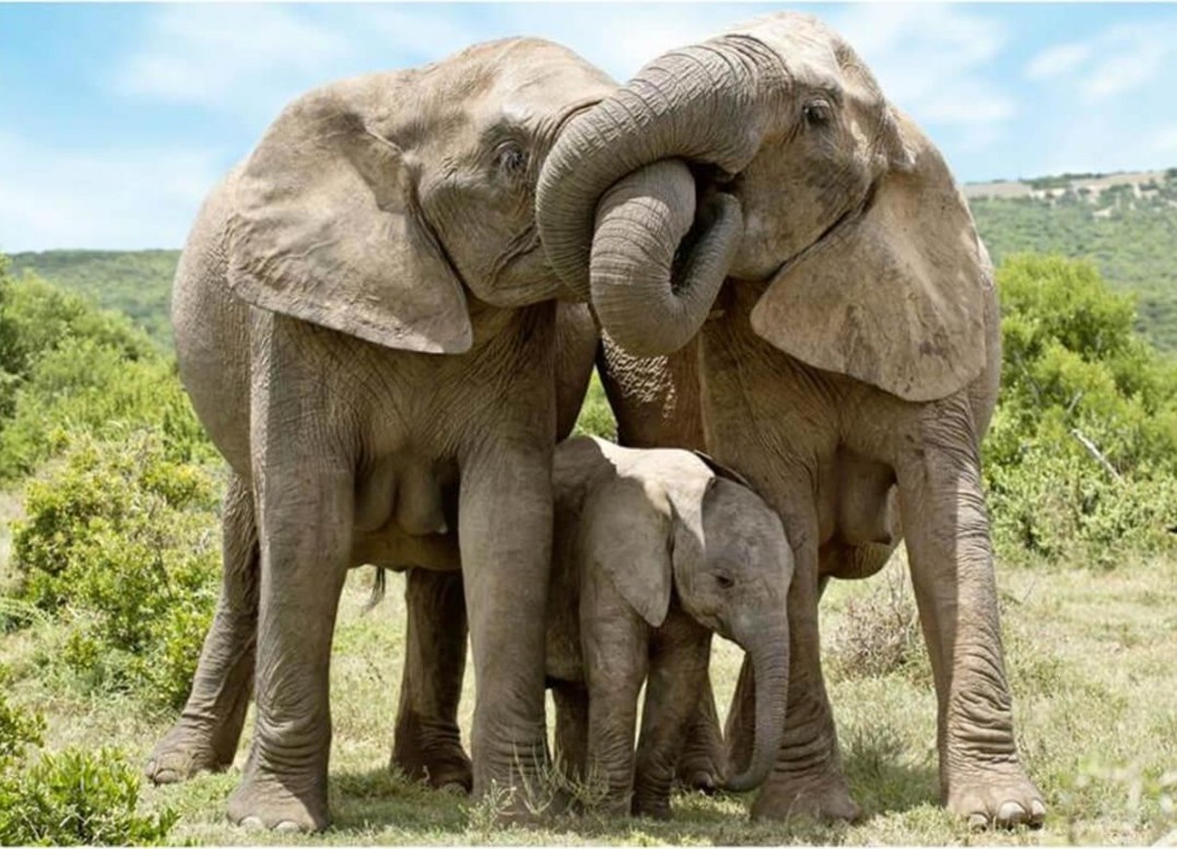 Puzzle Dino Familia de Elefantes de 1000 peças