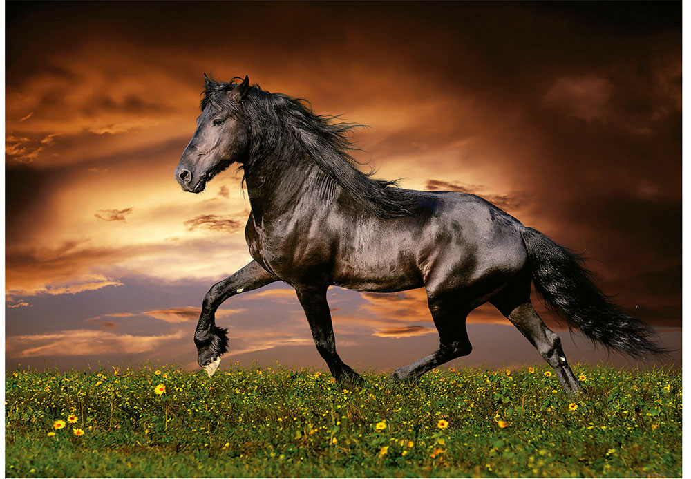 Puzzle Educa Cavalo a Galope 1000 Peças