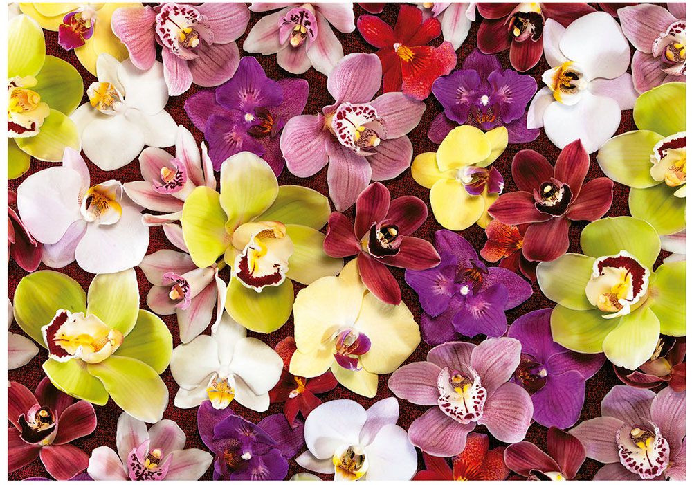 Puzzle Educa Colagem de Orquídeas de 1000 Peças