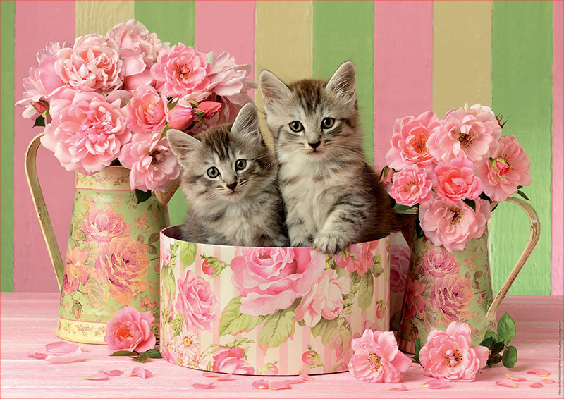 Puzzle educa gatinhos com rosas 500 peças