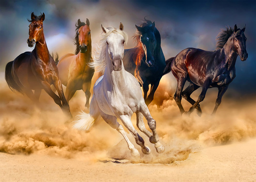 Puzzle Enjoy de Cavalos Correndo no Deserto 1000 Peças