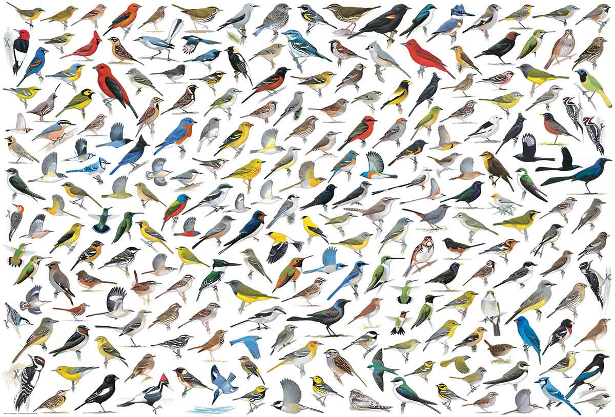Puzzle Eurographics O Mundo dos Pássaros 2000 Peças