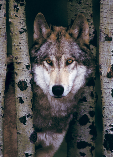 Puzzle de 1000 peças Eurographics Grey Wolf