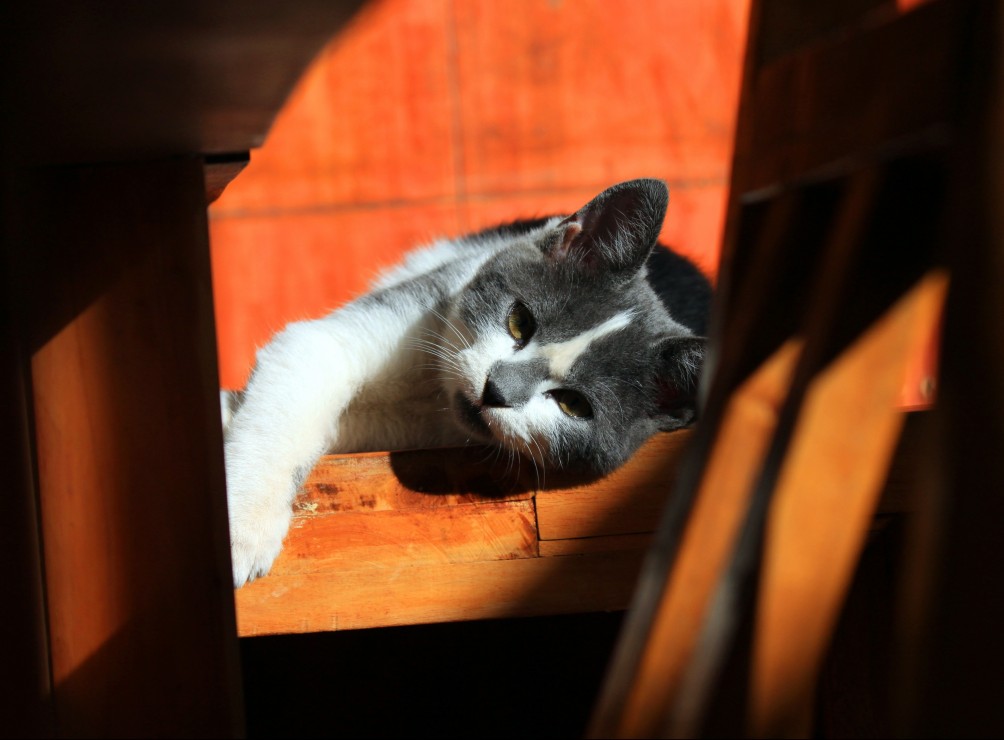 Puzzle Grafika Gatinho de 2000 Peças