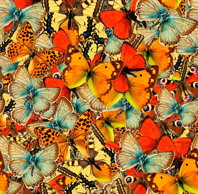 Puzzle Grafika Multidão de Borboletas 1000 Peças