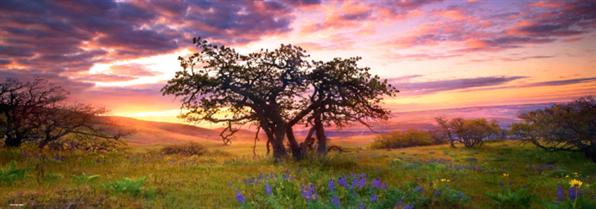 Heye The Oak Puzzle 2000 Peças