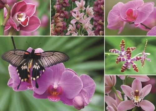 Puzzle Jumbo Orquídeas 1000 Peças
