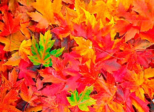 Puzzle Nova Folhas de Outono de 1.000 Peças
