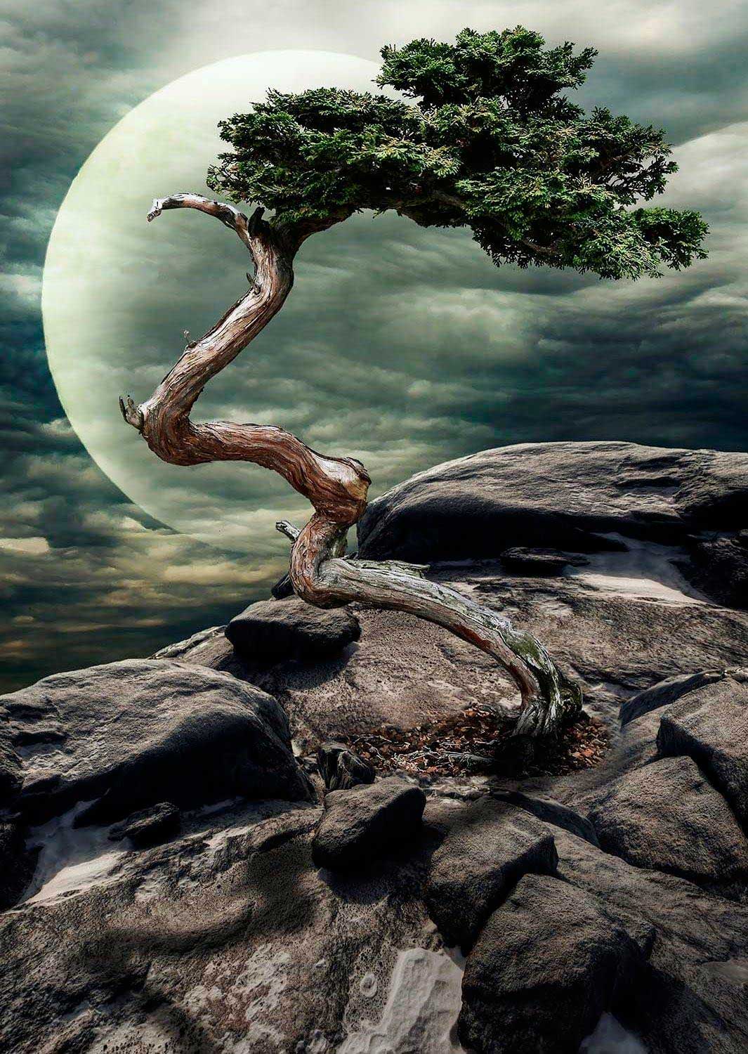 Puzzle de 1000 peças Nova Miracle of Nature