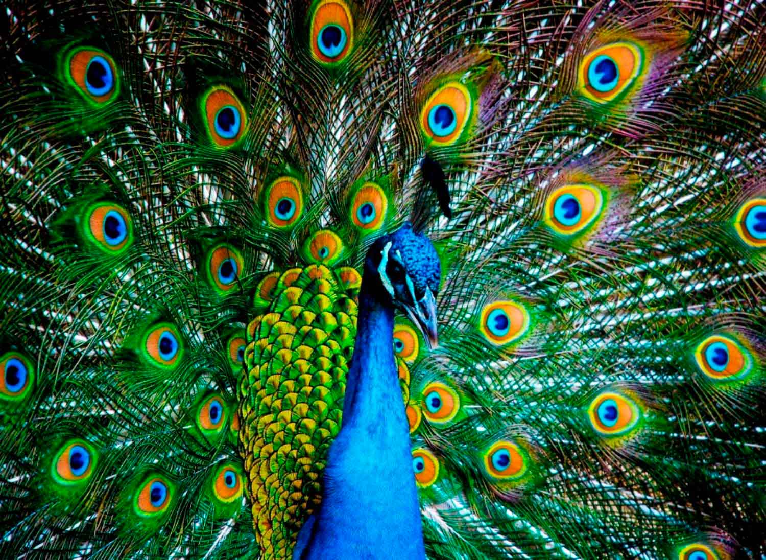 Puzzle Nova de pavão 1000 peças