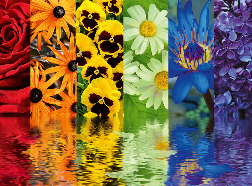 Puzzle de 500 peças com reflexos florais Ravensburger