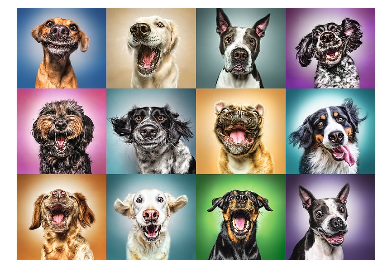 Puzzle Trefl Retratos Engraçados de Cães 1000 Peças