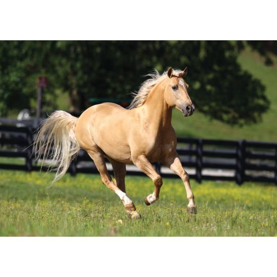 Puzzle Art Puzzle Riding 1000 Peças Grátis