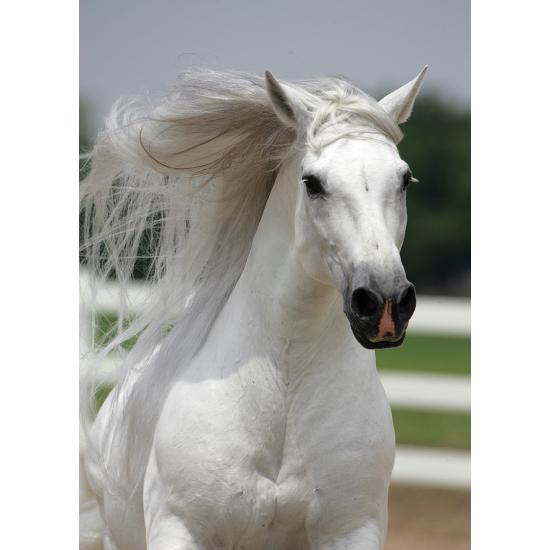 Puzzle Arte Puzzle Cavalo Branco 500 Peças