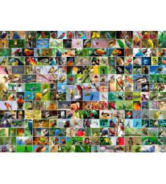 Colagem de Puzzle Bluebird de pássaros do mundo 4000 peça