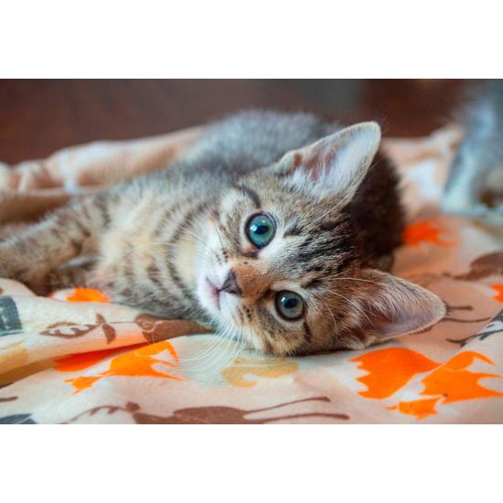 Puzzle Bluebird Gatinho 260 Peças