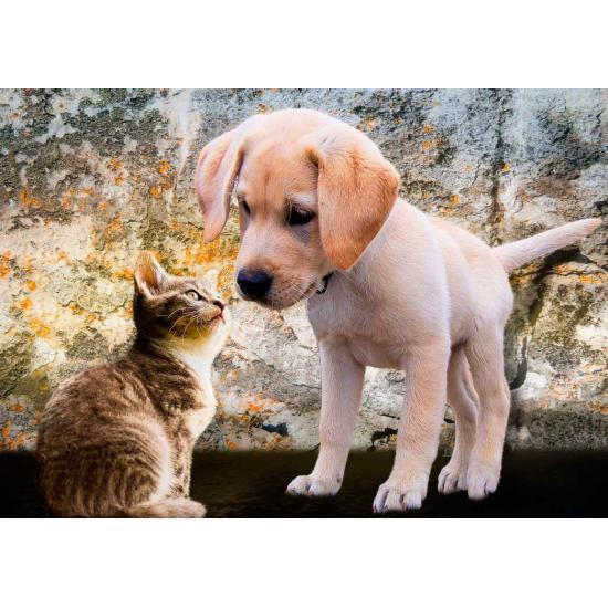 Puzzle Bluebird Gatinho e Cachorrinho 500 Peças