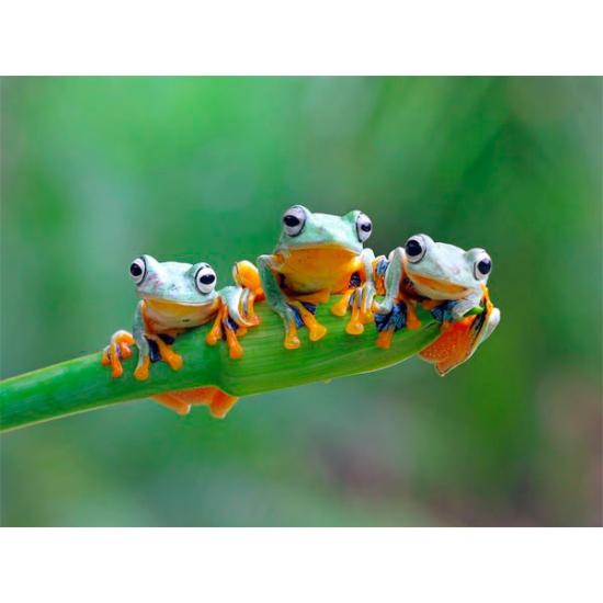 Sapos amigos do Puzzle Bluebird 500 peças