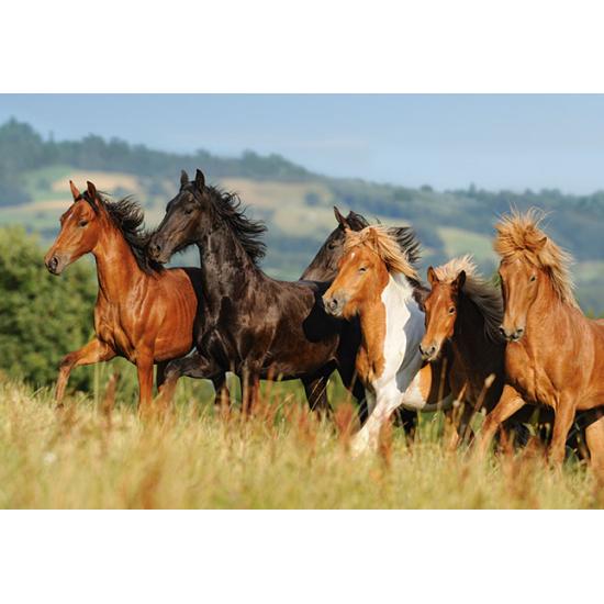 Puzzle Castorland Trot 1000 Peças