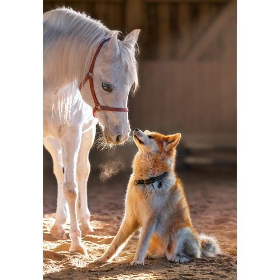 Puzzle Castorland Amizade Única 1000 Peças