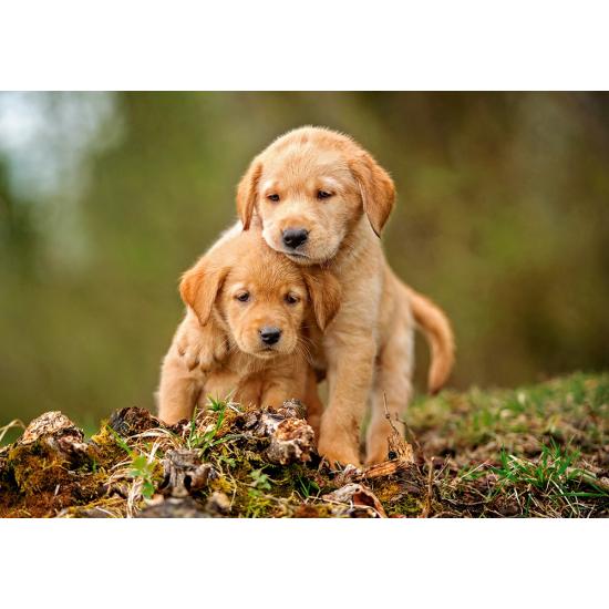 Puzzle Castorland Puppy Love 500 peças Puzzle Castorland Puppy Love 500 peças