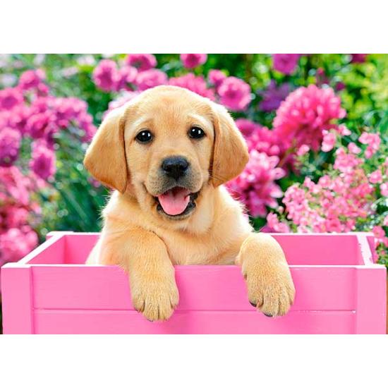 Puzzle Castorland Cachorro Labrador em Cesta Rosa 300 Peças