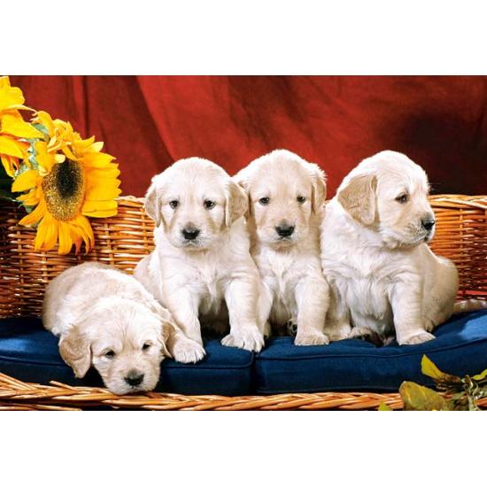 Cachorrinhos Castorland com flores 1000 peças Puzzle
