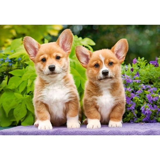 Puzzle Castorland Welsh Corgi Cachorrinhos 1000 Peças Puzzle Castorland Welsh Corgi Cachorrinhos 1000 Peças