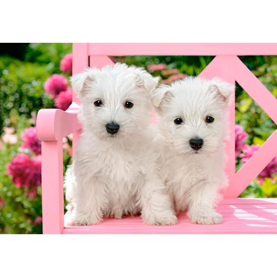 Cachorrinhos Castorland White Terrier 1500 Peças Puzzle
