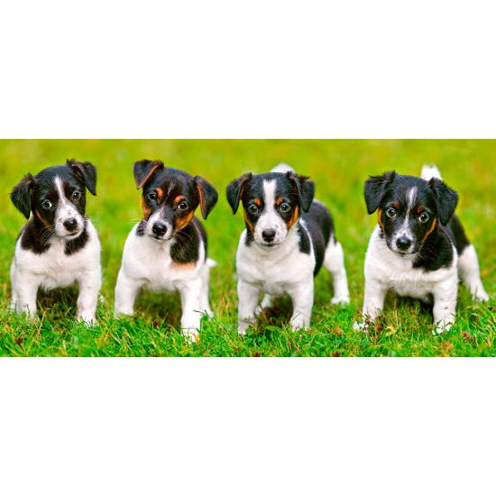 Cachorros Castorland Jack Russell Terrier Puzzle 600 Pçs Cachorros Castorland Jack Russell Terrier Puzzle 600 Pçs