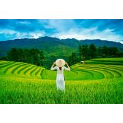 Puzzle Castorland Campos de Arroz em Vietnam 1000 Peças