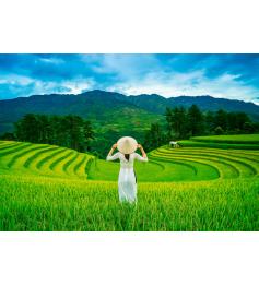 Puzzle Castorland Campos de Arroz em Vietnam 1000 Peças