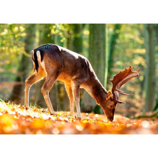 Puzzle Castorland O Rei da Floresta 500 Peças