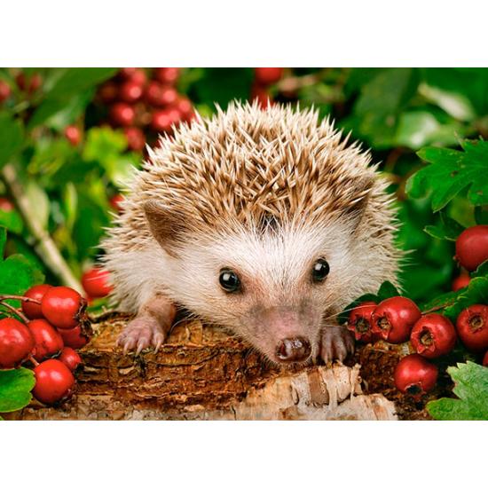 Puzzle Castorland ouriço com frutas 100 peças