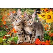 Puzzle Castorland Gatinhos Colegas 1500 Peças