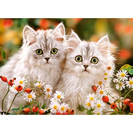 Puzzle Castorland Gatinhos Persas 200 Peças