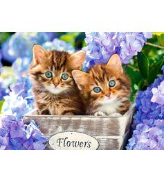 Puzzle Castorland precioso gatinhos 60 peças