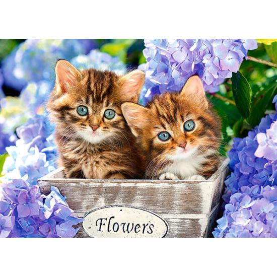 Puzzle Castorland precioso gatinhos 60 peças