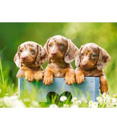 Puzzle Castorland Dachshunds Fofos de 100 Peças