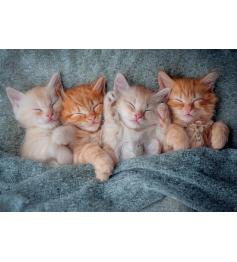 Puzzle Castorland Os Gatinhos Mais Fofos 1000 peças