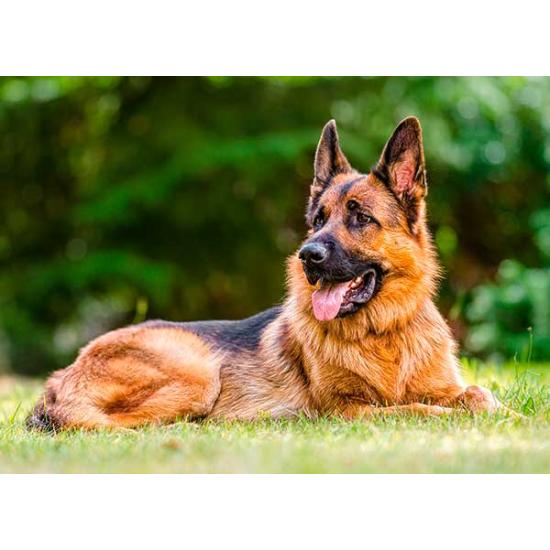 Puzzle Castorland Pastor Alemão 300 Peças