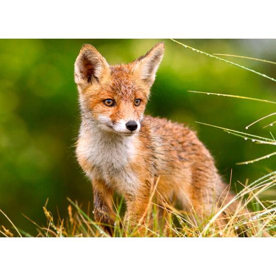 Puzzle Castorland Little Fox in the Meadow 260 peças