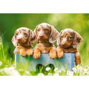 Puzzle Castorland Filhotes de Dachshund 500 peças